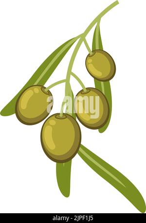 Oliven auf Zweig mit Blättern, grüne reife Beeren isoliert. Vector mediterrane Küche, italienische Küche Stock Vektor