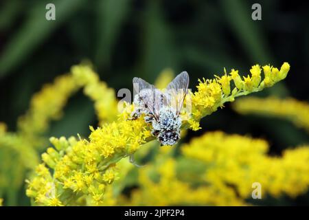 Mit Pollen bedeckte Biene auf einer Kanadischen Goldrute (Solidago canadensis) Stockfoto