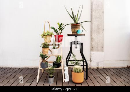 Dekorative Zimmerpflanzen auf Holzleiter und industriellem Holz- und Metallhocker Stockfoto