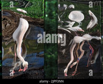 MWPFLAMINGO Keepers bei Marwell Wildlife in der Nähe von Winchester in Hampshire haben eine neue Idee, um ihre Gruppe von Großflamingos zu züchten zu ermutigen. Sie haben 6 riesige Spiegel neben ihrem bevorzugten Nistplatz errichtet und spielen Aufnahmen ihrer wilden Gegenstücke, um den Eindruck zu erwecken, dass die 17 weiblichen und 14 männlichen Vögel zu einem viel größeren Schwarm gehören und hoffen, dass die Kombination aus Klang und Anblick sie zur Zucht verleiten wird Das erste Mal in Marwell. Wenn die Vögel sich entscheiden zu züchten, hat der Wildpark die Flamingos mit drei eigens gebauten Nistplätzen ausgestattet, wo sie sich befinden Stockfoto