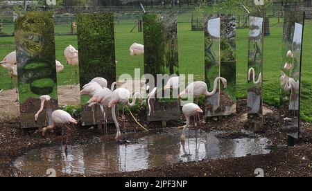 MWPFLAMINGO Keepers bei Marwell Wildlife in der Nähe von Winchester in Hampshire haben eine neue Idee, um ihre Gruppe von Großflamingos zu züchten zu ermutigen. Sie haben 6 riesige Spiegel neben ihrem bevorzugten Nistplatz errichtet und spielen Aufnahmen ihrer wilden Gegenstücke, um den Eindruck zu erwecken, dass die 17 weiblichen und 14 männlichen Vögel zu einem viel größeren Schwarm gehören und hoffen, dass die Kombination aus Klang und Anblick sie zur Zucht verleiten wird Das erste Mal in Marwell. Wenn die Vögel sich entscheiden zu züchten, hat der Wildpark die Flamingos mit drei eigens gebauten Nistplätzen ausgestattet, wo sie sich befinden Stockfoto