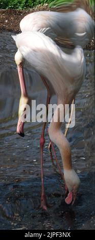 MWPFLAMINGO Keepers bei Marwell Wildlife in der Nähe von Winchester in Hampshire haben eine neue Idee, um ihre Gruppe von Großflamingos zu züchten zu ermutigen. Sie haben 6 riesige Spiegel neben ihrem bevorzugten Nistplatz errichtet und spielen Aufnahmen ihrer wilden Gegenstücke, um den Eindruck zu erwecken, dass die 17 weiblichen und 14 männlichen Vögel zu einem viel größeren Schwarm gehören und hoffen, dass die Kombination aus Klang und Anblick sie zur Zucht verleiten wird Das erste Mal in Marwell. Wenn die Vögel sich entscheiden zu züchten, hat der Wildpark die Flamingos mit drei eigens gebauten Nistplätzen ausgestattet, wo sie sich befinden Stockfoto