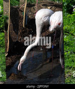 MWPFLAMINGO Keepers bei Marwell Wildlife in der Nähe von Winchester in Hampshire haben eine neue Idee, um ihre Gruppe von Großflamingos zu züchten zu ermutigen. Sie haben 6 riesige Spiegel neben ihrem bevorzugten Nistplatz errichtet und spielen Aufnahmen ihrer wilden Gegenstücke, um den Eindruck zu erwecken, dass die 17 weiblichen und 14 männlichen Vögel zu einem viel größeren Schwarm gehören und hoffen, dass die Kombination aus Klang und Anblick sie zur Zucht verleiten wird Das erste Mal in Marwell. Wenn die Vögel sich entscheiden zu züchten, hat der Wildpark die Flamingos mit drei eigens gebauten Nistplätzen ausgestattet, wo sie sich befinden Stockfoto