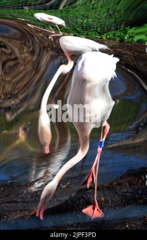 MWPFLAMINGO Keepers bei Marwell Wildlife in der Nähe von Winchester in Hampshire haben eine neue Idee, um ihre Gruppe von Großflamingos zu züchten zu ermutigen. Sie haben 6 riesige Spiegel neben ihrem bevorzugten Nistplatz errichtet und spielen Aufnahmen ihrer wilden Gegenstücke, um den Eindruck zu erwecken, dass die 17 weiblichen und 14 männlichen Vögel zu einem viel größeren Schwarm gehören und hoffen, dass die Kombination aus Klang und Anblick sie zur Zucht verleiten wird Das erste Mal in Marwell. Wenn die Vögel sich entscheiden zu züchten, hat der Wildpark die Flamingos mit drei eigens gebauten Nistplätzen ausgestattet, wo sie sich befinden Stockfoto