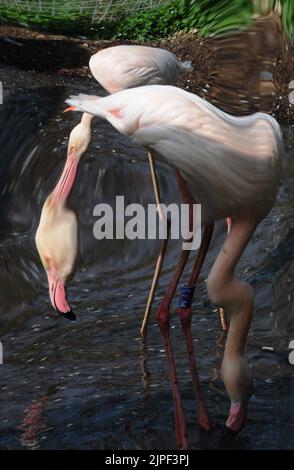 MWPFLAMINGO Keepers bei Marwell Wildlife in der Nähe von Winchester in Hampshire haben eine neue Idee, um ihre Gruppe von Großflamingos zu züchten zu ermutigen. Sie haben 6 riesige Spiegel neben ihrem bevorzugten Nistplatz errichtet und spielen Aufnahmen ihrer wilden Gegenstücke, um den Eindruck zu erwecken, dass die 17 weiblichen und 14 männlichen Vögel zu einem viel größeren Schwarm gehören und hoffen, dass die Kombination aus Klang und Anblick sie zur Zucht verleiten wird Das erste Mal in Marwell. Wenn die Vögel sich entscheiden zu züchten, hat der Wildpark die Flamingos mit drei eigens gebauten Nistplätzen ausgestattet, wo sie sich befinden Stockfoto