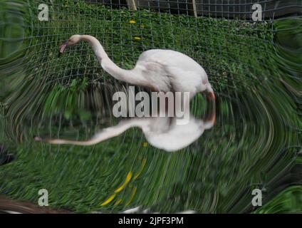 MWPFLAMINGO Keepers bei Marwell Wildlife in der Nähe von Winchester in Hampshire haben eine neue Idee, um ihre Gruppe von Großflamingos zu züchten zu ermutigen. Sie haben 6 riesige Spiegel neben ihrem bevorzugten Nistplatz errichtet und spielen Aufnahmen ihrer wilden Gegenstücke, um den Eindruck zu erwecken, dass die 17 weiblichen und 14 männlichen Vögel zu einem viel größeren Schwarm gehören und hoffen, dass die Kombination aus Klang und Anblick sie zur Zucht verleiten wird Das erste Mal in Marwell. Wenn die Vögel sich entscheiden zu züchten, hat der Wildpark die Flamingos mit drei eigens gebauten Nistplätzen ausgestattet, wo sie sich befinden Stockfoto