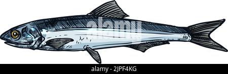 Sardellen kleinen Futterfisch isoliert Skizze Zeichnung. Vektor Engraulis oder Stolephorus, Europäische Sardelle, Engraulis encrasicolus, Thryssa. Anchoa, Anchoviella. Von Hand gezogenes Futter Fisch Wassertier Stock Vektor