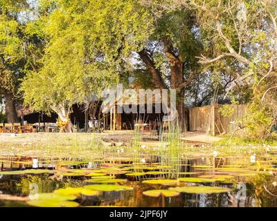 Seerosenteich auf dem Okavango Delta Feuchtgebiet mit erholsamem Schutz unter Bäumen in Botswana. Stockfoto