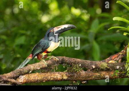 Collared Aracari (Pteroglossus Manlius) Stockfoto