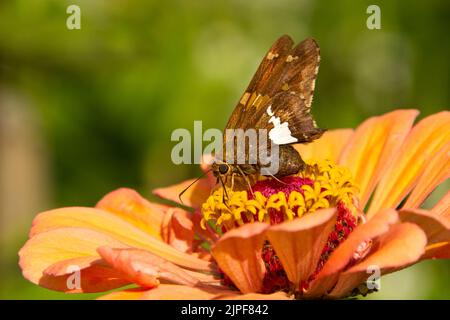 Silberfleckiger Skipper (Epargyreus clarus), der sich von einer Zinnia (Zinnia sp.)-Blume ernährt Stockfoto