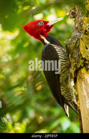 Blass-billed Woodpecker (Campephilus Guatemalensis) Stockfoto