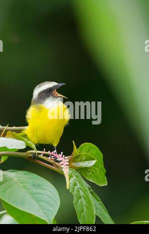 Social Flycatcher (Myiozetetes similis) singen Stockfoto