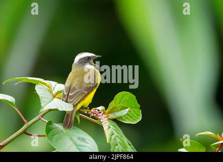 Soziale Flycatcher (Myiozetetes Similis) Stockfoto