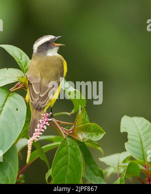 Social Flycatcher (Myiozetetes similis) singen Stockfoto