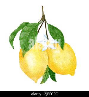 Aquarell handgezeichnete Illustration mit gelbreifen mediterranen Zitronen und grünen Blättern. Sommer Obst Zitrusfrüchte Cliparts für Hochzeitskarten Einladungen, Natur-Design Stockfoto