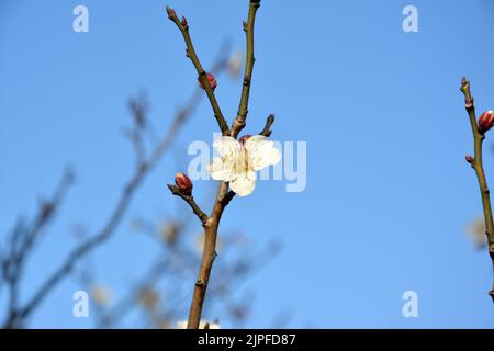Eine einzige weiße Pflaume blüht am sonnigen frühen Tag unter blauem Himmel auf dem Baum Stockfoto