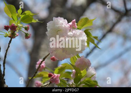 Eine Gruppe von weißen rosa Sakura blüht am sonnigen Frühlingstag Stockfoto