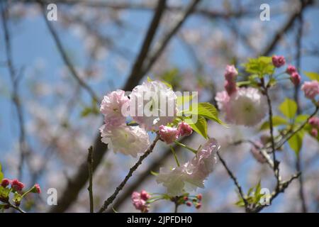 Gruppen von hellrosa Sakura-Blüten blühen an sonnigen Tagen auf dem Ast Stockfoto