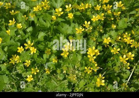 Feld der gelben Blumen blühen im grünen Busch am sonnigen Frühlingstag Stockfoto