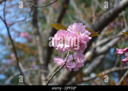 Am sonnigen Frühlingstag blühen rosa Sakura-Blüten Stockfoto