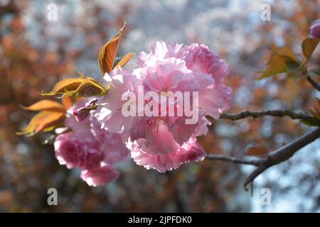 Am sonnigen Tag blühen Gruppen von Sakura mit neuen Blättern auf dem Ast Stockfoto