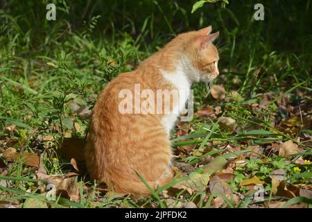 Eine orangefarbene Katze sitzt auf dem Gras und schaut irgendwo am sonnigen Nachmittag Stockfoto