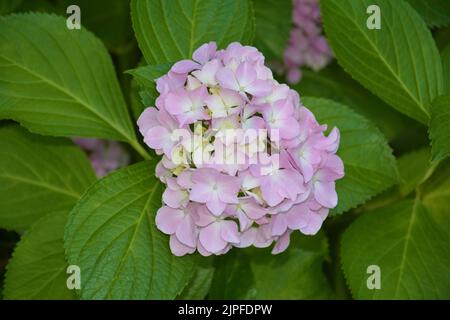 Im grünen Busch im Garten blüht rosa Hortensien Stockfoto