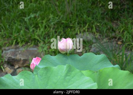 Rosa Lotusblütenbett bereit, mit grünen Blättern zu blühen Stockfoto