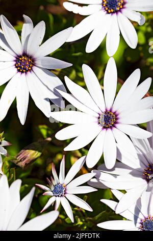 Ballarat Australia / Blumenbeet von afrikanischen Gänseblümchen-Blüten, dies sind die leuchtend silbernen Blütenblätter Sorte. Stockfoto