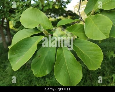 Grüne Magnoliensamen und grüne Blätter auf einem Baum im Park Stockfoto