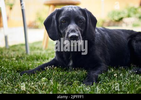 Nach einem Spiel liegt ein junger, hübscher labrador Retriever auf einem Landgut auf dem Rasen. Vorderansicht. Stockfoto