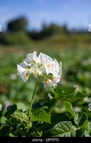 Blühende Kartoffel. Kartoffelblüten blühen im Sonnenlicht wachsen in der Pflanze. Stockfoto