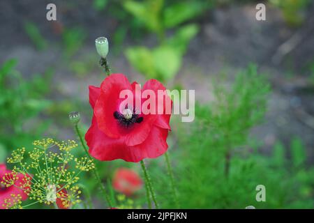 Rote Mohnblume auf dem Gartenbeet. Draufsicht Stockfoto