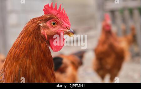 Nahaufnahme Porträt Hinterhof ländliche Red Cockerel Rhode Island Hahn Huhn Stockfoto