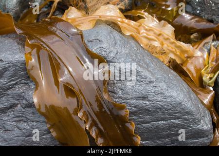 Frische braune Seetang auf Felsen Stockfoto