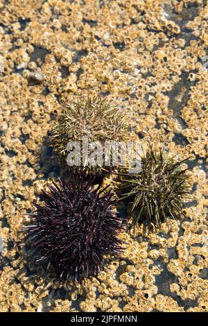 Seeigel auf Seepocken auf Felsen Stockfoto