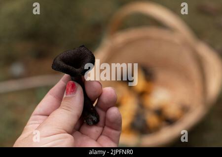 Frau pflückt wilden schwarzen Trompetenpilz. Im Hintergrund, außer Fokus, befindet sich ein Korb gefüllt mit essbaren Pilzen, die im Wald in Schweden geerntet werden. Stockfoto