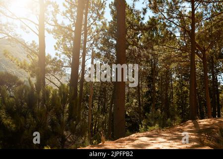 Wilde Pinien wachsen in Wald, Wald und Berg mit Lichtreflexen. Malerische Landschaft mit hohen, langen und üppigen Pflanzen in der Natur im Freien. Friedlich Stockfoto