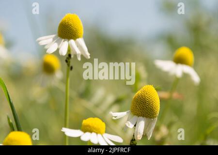 Blühendes Kamillenfeld. Wunderschöne Naturszene mit blühenden medizinischen Chamomilles. Alternative Medizin Frühling Gänseblümchen. Stockfoto