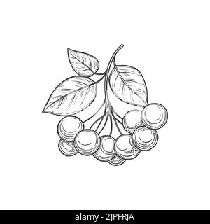 Apfelbeerzweig mit isolierten Blättern monochromes Symbol. Vector melanocarpa Herbst Ernte Beeren, Zierpflanzen, Lebensmittel. Saure Aronia Beeren, kann roh gegessen werden, Bleistift gezeichnet Emblem Stock Vektor