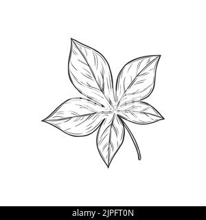 Horsechestnut Buckeye Blatt isolierte Skizze monochromes Symbol. Vektor Frühjahr oder Sommer Laub, Herbst dekoratives Element, handgezeichnete Pferd Chesnut botanischen Pflanzen Symbol in schwarz und weiß Stock Vektor