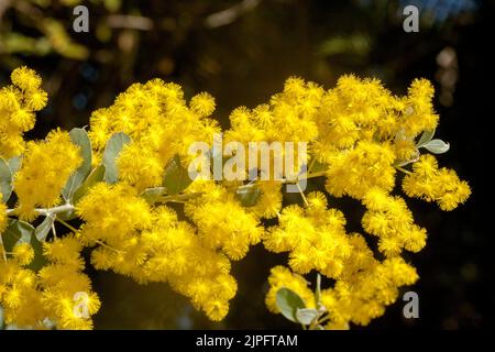 Masse von atemberaubenden goldgelben duftenden Blüten von Acacia podalyriifolia, Queensland Silver Wattle / Mount Morgan Wattle, Australian floral Emblem Stockfoto