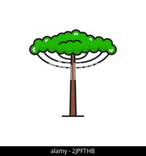 Grüne Tropenbaum-Ikone, Dschungel, Strand oder Wald und Parkbaum, Vektor isoliertes Symbol. Flach dünne Linie Wald und Gartenbaum mit grünen Blättern und Ästen auf Stamm, Park Naturlandschaft Stock Vektor