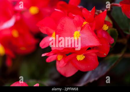 Nahaufnahme einer roten Bettelblume (Begonia cucullata Willd. Var. cullata ) Stockfoto