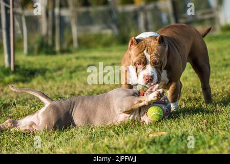 Zwei American Bully Welpen Hunde spielen Stockfoto