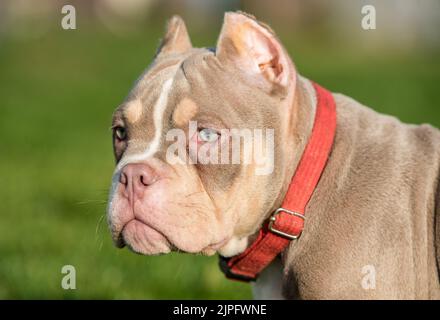 Ein amerikanischer Bully-Welpenhund in der Tasche aus nächster Nähe Stockfoto