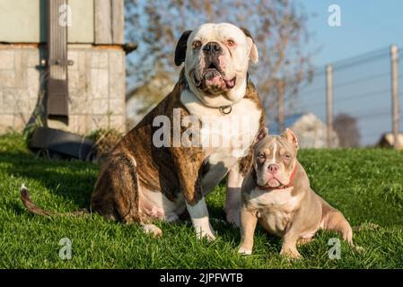 Brinder Mantel American Bulldog Hund und American Bully Welpen draußen Stockfoto