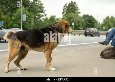 Hund auf der Straße. Streunende Tiere auf der Straße. Hundewanderung. Tier ohne Besitzer. Stockfoto