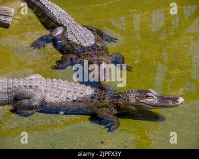 Mississippi-Alligator in einem Zoo am Schlammufer in natürlichem Lebensraum bei Tageslicht Stockfoto