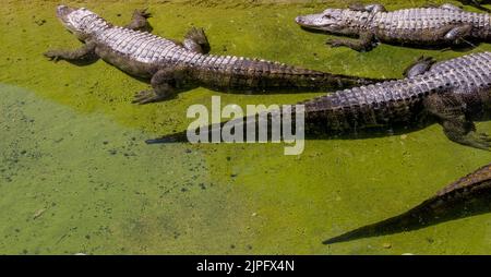 Mississippi-Alligator in einem Zoo am Schlammufer in natürlichem Lebensraum bei Tageslicht Stockfoto